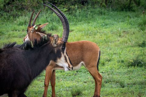 Africa Wildlife Tours Guide: Explore Safari Destinations, Wildlife Experiences & Expert Insights