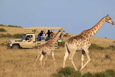 African Safari Packages