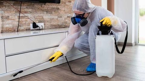 Pest Control Guide: Explore Prevention Methods, Safety Tips, and Essential Information