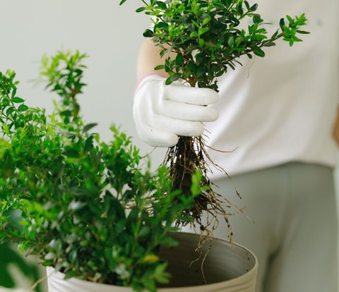 Gardening Guide: Explore Plant Care Tips, Landscaping Ideas & Expert Insights