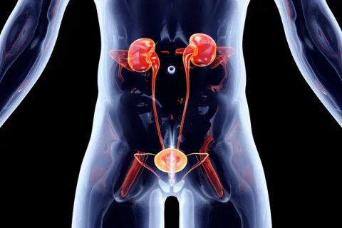 Learn About Bladder Cancer and Its Therapy Through Simple Insights