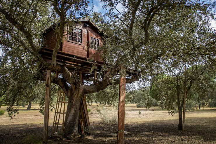 Expert Guide to Tree House Hotels: Deep Dive into Luxury, Safety, and Sustainability