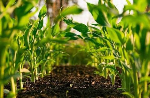 Explore Smart Agriculture: An Informative Overview of Technologies, Tips, Insights, and Practical Solutions