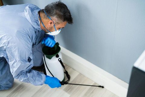The Complete Guide to Effective Pest Control Solutions