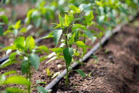 Drip Irrigation Basics for Healthier Plants and Better Growth