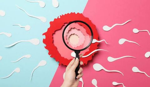 Fertility Testing Guide: Hormone Tests, Reproductive Health, and Treatment Planning